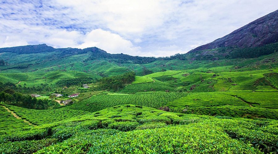 tea gardens