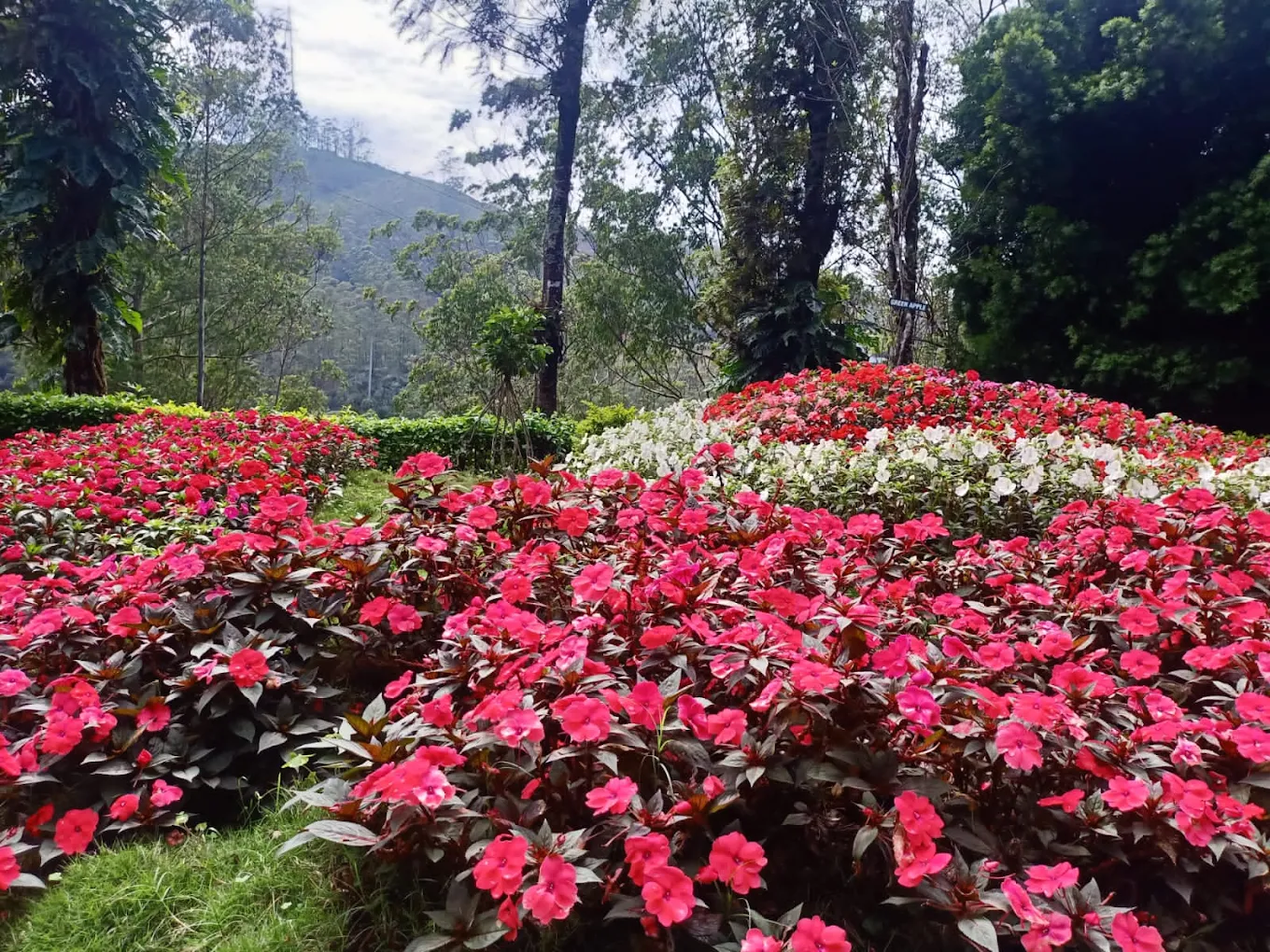 Munnar Rose Garden