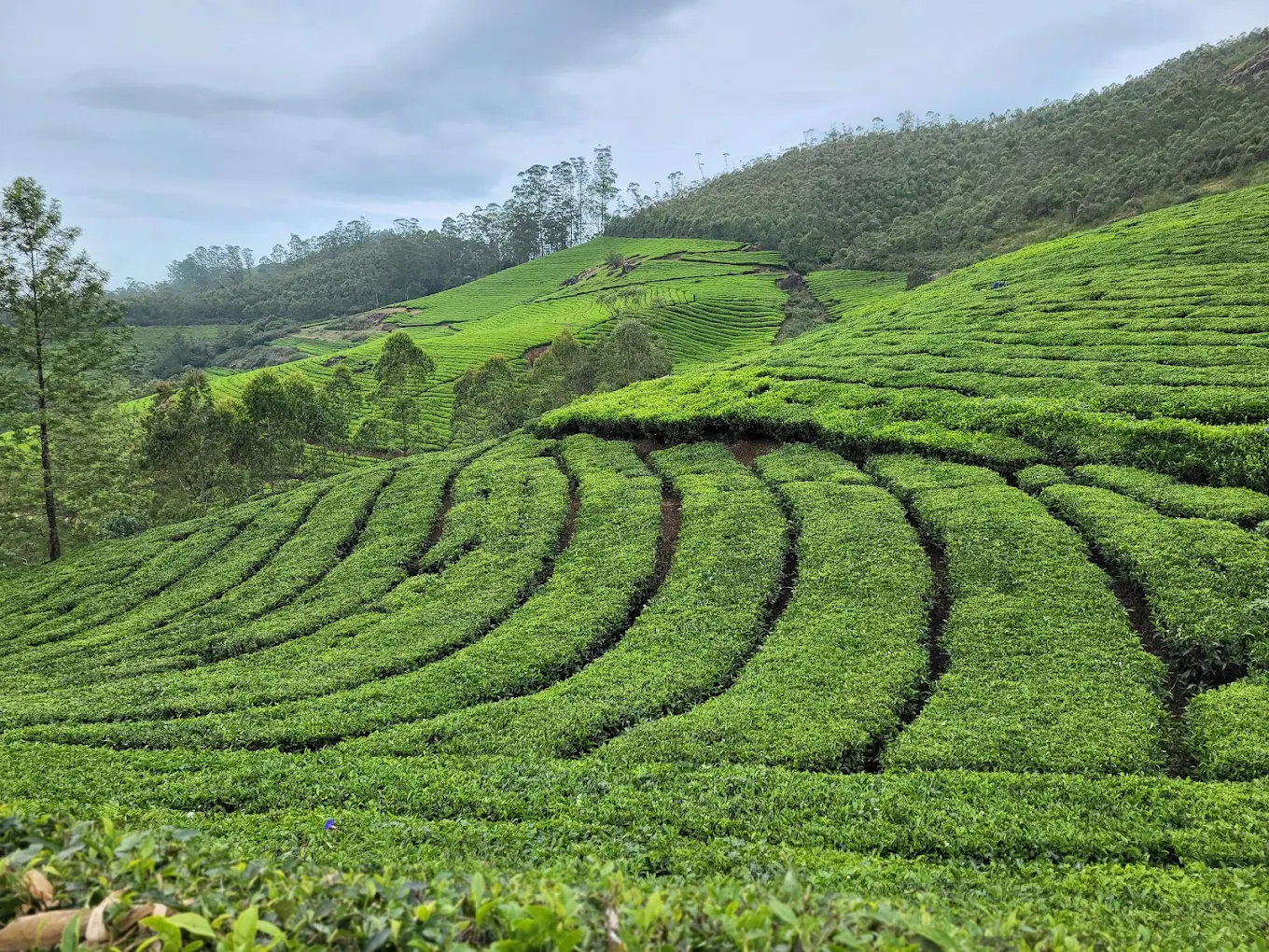 Moon photogrphy munnar